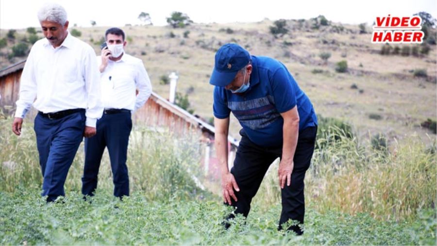 DAĞITIMI YAPILAN TOHUMLAR BOY VERDİ