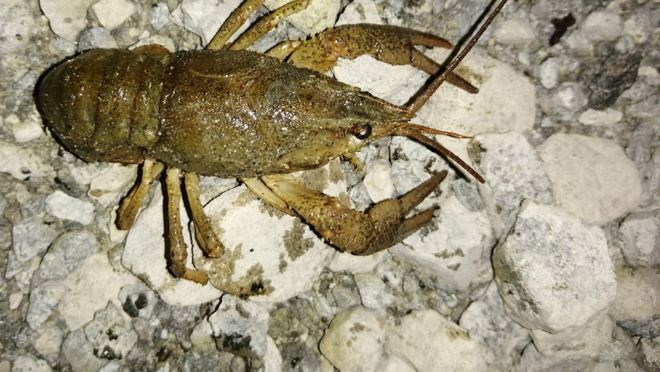 DOĞAL SERVET GÜN YÜZÜNE ÇIKARILMAYI BEKLİYOR