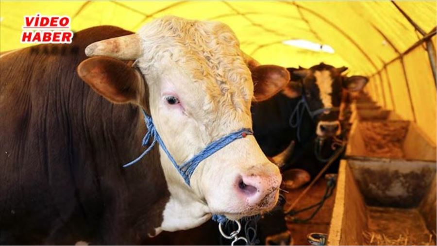 KURBAN SATIŞLARI BAYRAMIN 1. GÜNÜ’DE SÜRDÜ