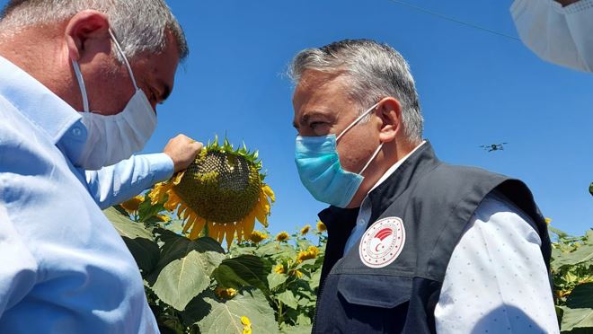 YEŞİLHİSAR’DA AYÇİÇEĞİ EKİM ALANLARI KONTROL EDİLDİ