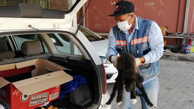 YARALI KÖPEK BELEDİYE EKİPLERİNCE HAYVAN HASTANESİNE YETİŞTİRİLDİ