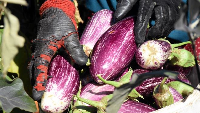 YAMULA PATLICANI ÇİFTÇİNİN YÜZÜNÜ GÜLDÜRDÜ