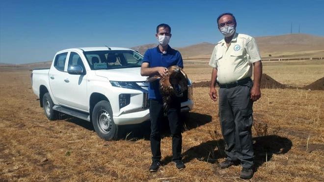 YARALI BULUNAN ŞAHİN TEDAVİ ALTINA ALINDI