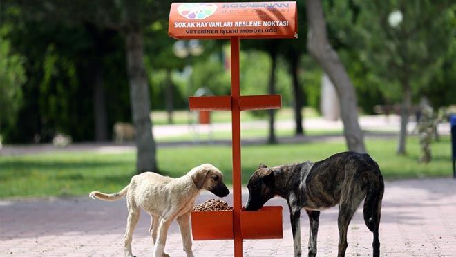 KOCASİNAN’DA HAYAT; TÜM CANLILAR İÇİN DEĞERLİ