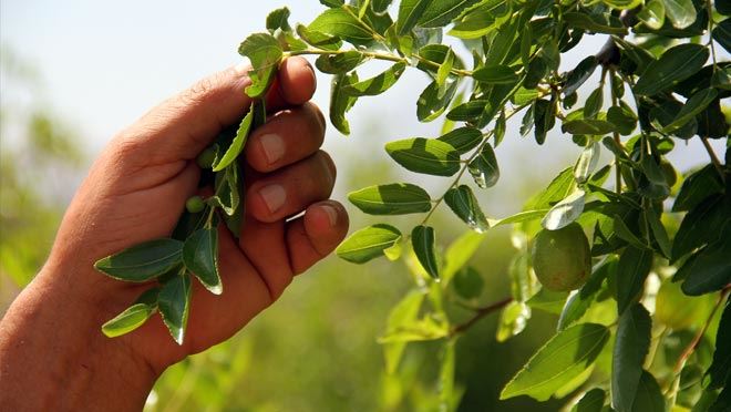 BAHÇESİNDE YETİŞTİRDİĞİ HÜNNABIN GELİRİNİ AFRİKALILARA VAKFETTİ