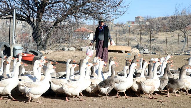 OĞLUNUN ALDIĞI 5 KAZ, 55 YAŞINDAKİ GİRİŞİMCİ KADININ GEÇİM KAPISI OLDU