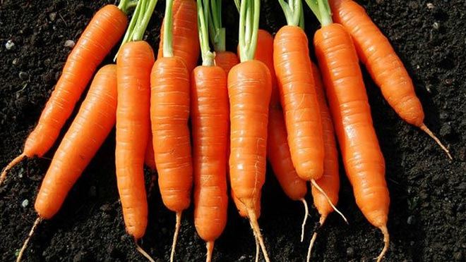 HAVUÇ  DEYİP GEÇMEYİN  !