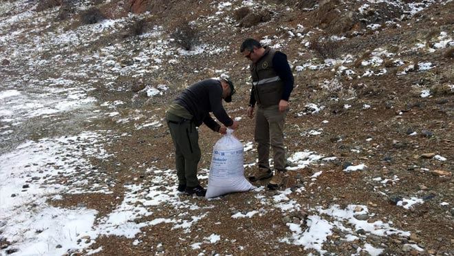 AVCILAR YABAN HAYVANLARI İÇİN DOĞAYA YEM BIRAKTI