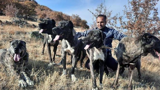 TOMARZA’NIN ÇAPAR KÖPEKLERİ BÜYÜK İLGİ GÖRÜYOR
