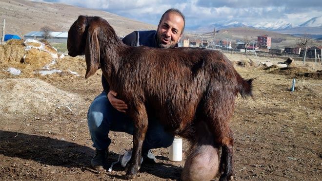 KEÇİ DEYİP GEÇMEYİN !