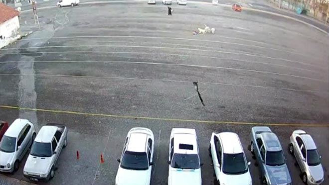 KAHRAMAN KADIN KÖPEKLERİN ÖNÜNE SET OLDU