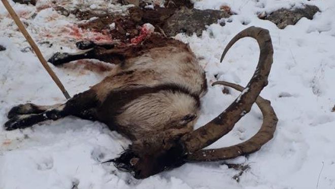 NESLİ TÜKENEN KEÇİLERE KURT SALDIRDI