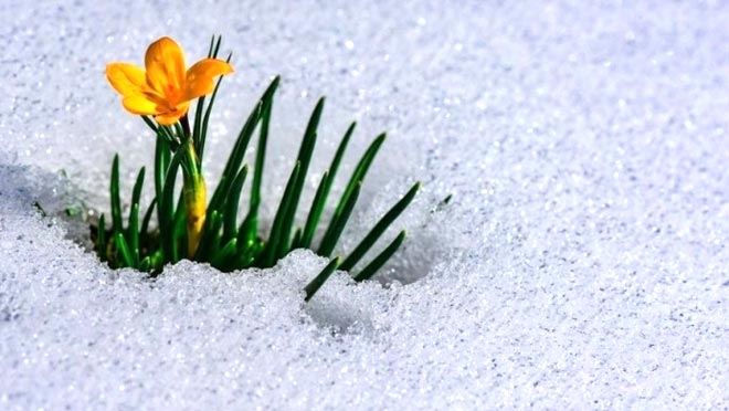 BAHARIN MÜJDECİSİ 