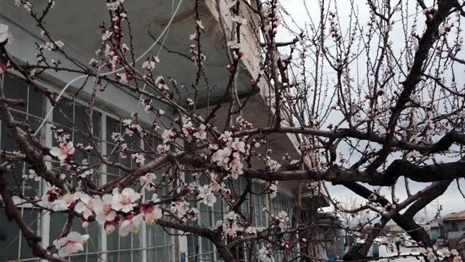 ÇİÇEK AÇAN KAYISI AĞAÇLARINI DON VURDU