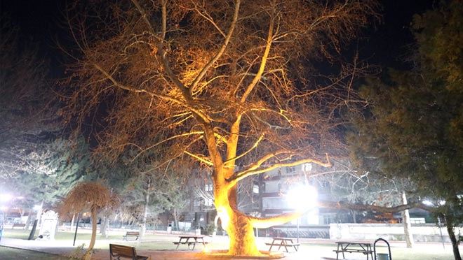 ASIRLIK ÇINARLAR, LED TEKNOLOJİSİYLE AYDINLATILDI
