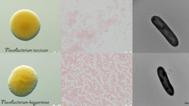 ERÜ’DE YENİ KEŞFEDİLEN 2 BAKTERİ TÜRÜNE