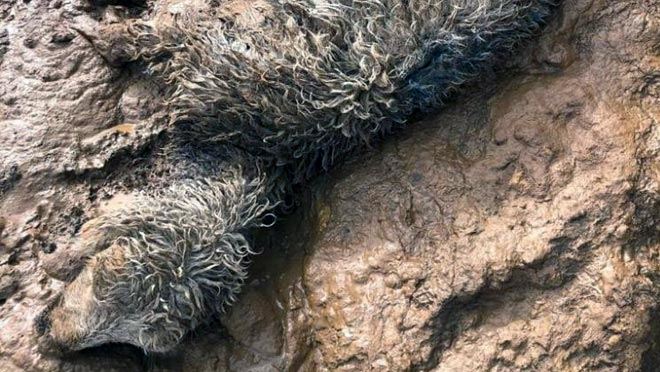 KAR YAĞIŞI NEDENİYLE 70 KOYUN TELEF OLDU