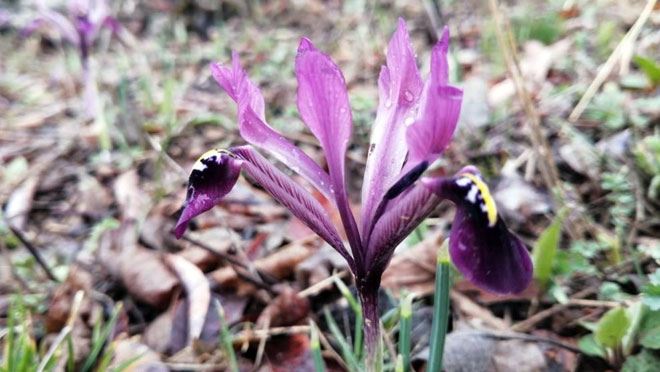 KIRNAVUZU BİTKİSİ 2021 YILINDA İLK DEFA GÖRÜNTÜLENDİ