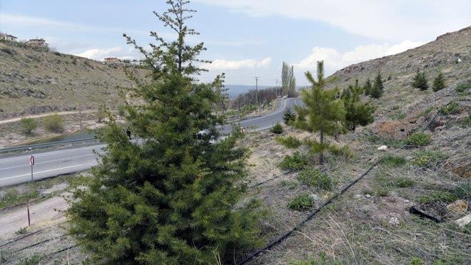 BÜYÜKŞEHİR BELEDİYESİ ’NDEN GESİ VADİSİ’NE ON BİN SARIÇAM FİDANI