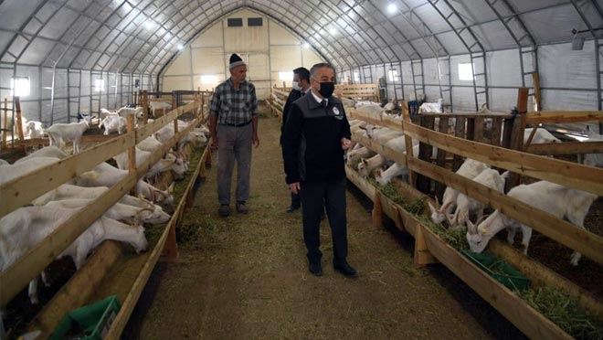 ŞAHİN; HİSARCIK’TA SAANEN KEÇİSİ ÜRETEN İŞLETMEYİ ZİYARET ETTİ