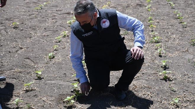‘TÜRKMEN’ ÇEŞİDİ ÇEREZLİK KABAK ÇEKİRDEĞİ