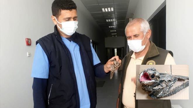 YARALI ÇOBANALDATAN İÇİN TEDAVİ SÜRECİ BAŞLADI