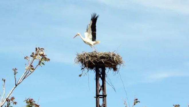 KOCASİNAN’NIN LEYLEK YUVALARI MİSAFİRLERİNİ AĞIRLAMAYA BAŞLADI