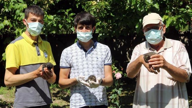 YAHYALI BELEDİYESİ YAVRU KEDİLERE SAHİP ÇIKTI