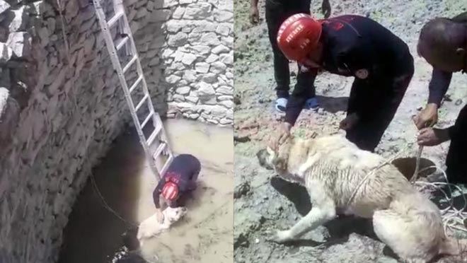 SU DOLU KUYUYA DÜŞEN KÖPEĞİ İTFAİYE KURTARDI