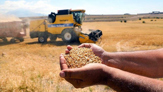 TARIMA KAZANDIRILAN BOŞ ARAZİLERDEN 38 TON BUĞDAY HASAT EDİLDİ