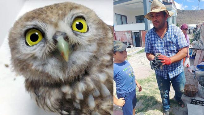 YARALI YAVRU BAYKUŞLAR TEDAVİ ALTINA ALINDI