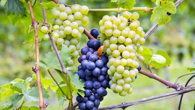 “ÜZÜM” DEYİP GEÇMEYİN TAM BİR ŞİFA DEPOSU