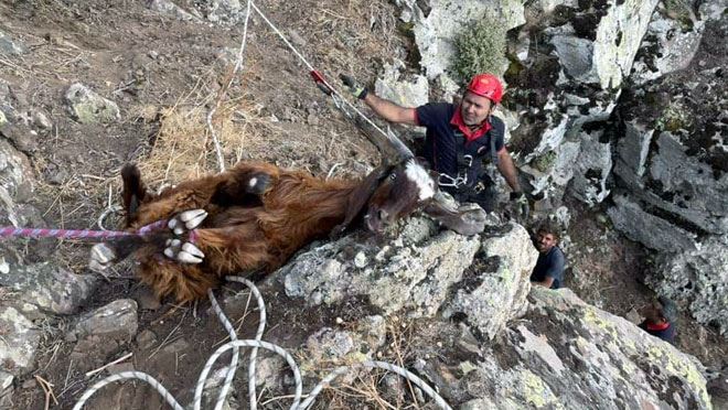 DAĞLIK ALANDA 10 GÜNDÜR MAHSUR KALAN KEÇİLER KURTARILDI