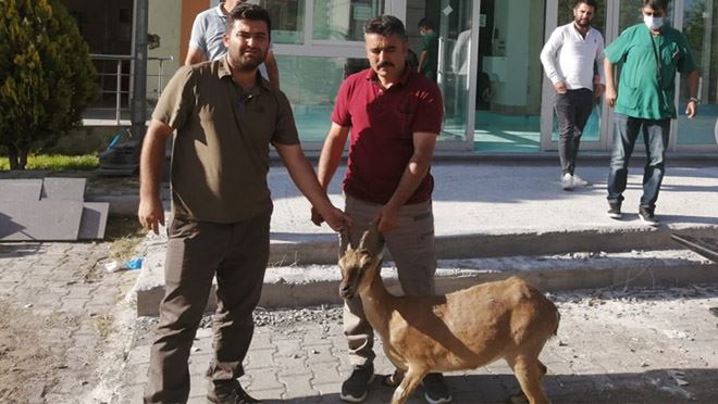 YABAN KEÇİSİ TEDAVİ ALTINA ALINDI   