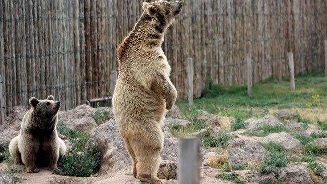  HARİKALAR DİYARIN’DA DRONE GÖREN AYILAR GÜLÜMSETTİ  