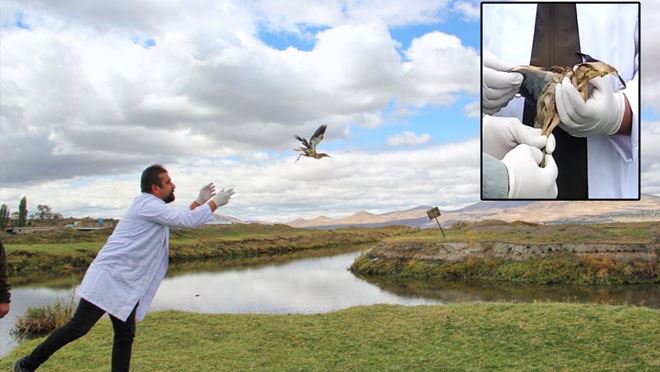 TEDAVİ EDİLEN HİNT GÖLET BALIKÇIL KUŞU DOĞAYA BIRAKILDI