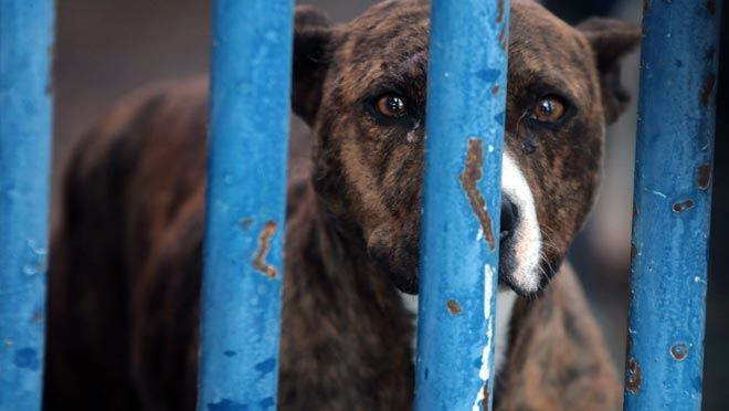 Barınak yasaklı ırk köpeklerle doldu