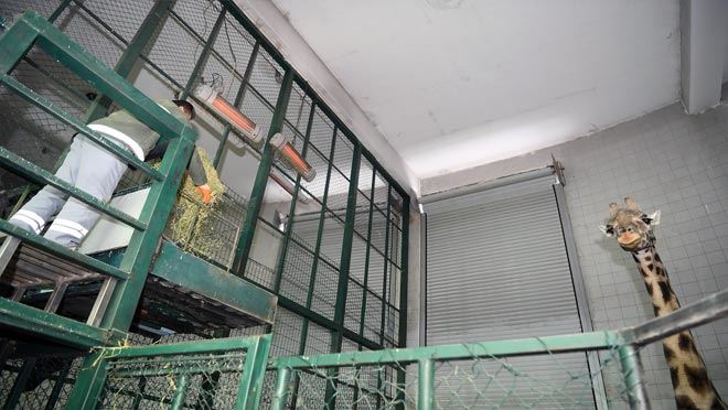 Hayvanlara kışa özel bakım