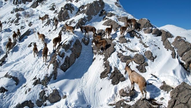 Dağ Keçileri’ne yem bırakıldı
