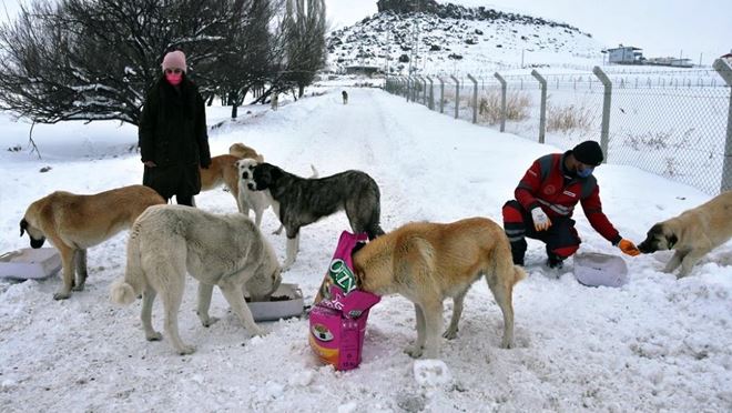 Hayvanseverlerden Başkan Çolakbayrakdar’a teşekkür