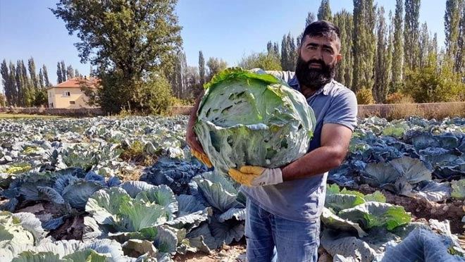 Organik lahanaya ilgi büyük
