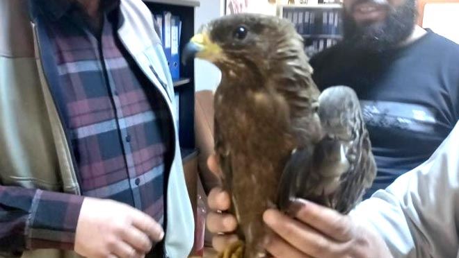 Yaralı Arışahini korumaya alındı