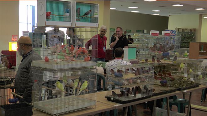 Kafes Kuşları Güzellikte Yarıştı 4 Bin 626 Kafes Kuşu Yarışta Yer Aldı