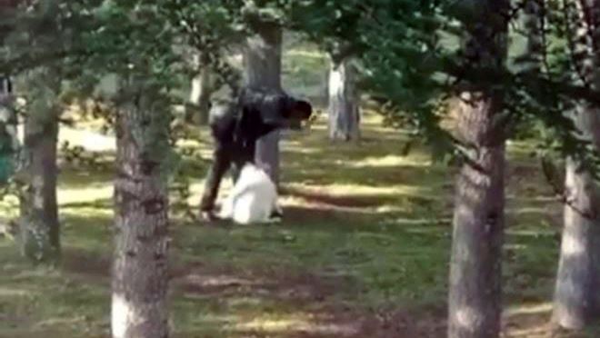 Kemerle köpeği döven vicdansız gözaltına alındı