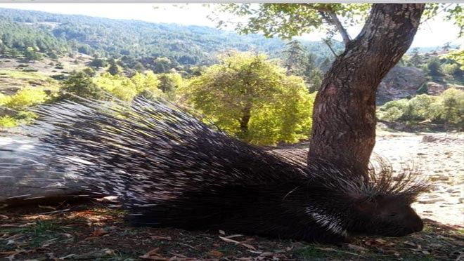    Aladağlar’da oklu kirpi görüntülendi