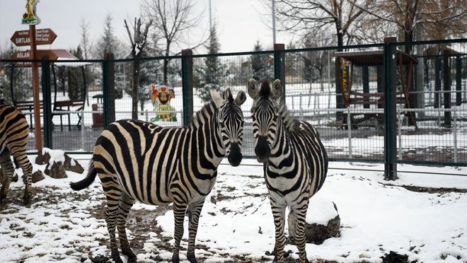 Hayvanat Bahçesi Sakinleri karın keyfini çıkarıyor