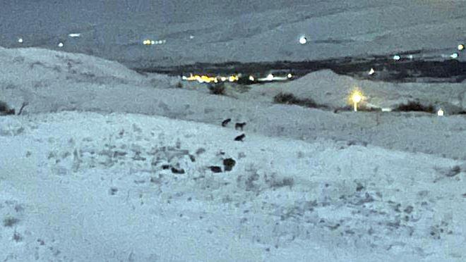 Aç kalan kurtlar yerleşim yerine yaklaştı