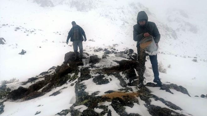 Yaban hayvanlarını yemleme çalışmaları devam ediyor