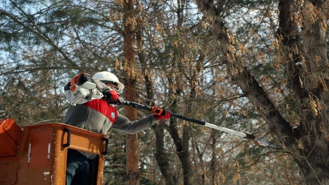 Melikgazi’de ağaçlar budanıyor