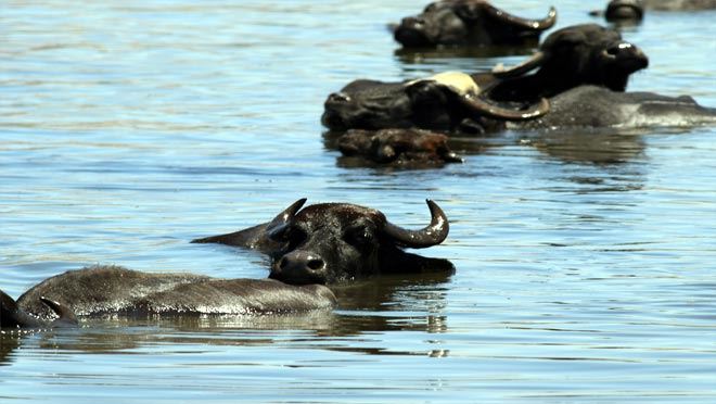 Hürmetçi Sazlığı yükselen değer
